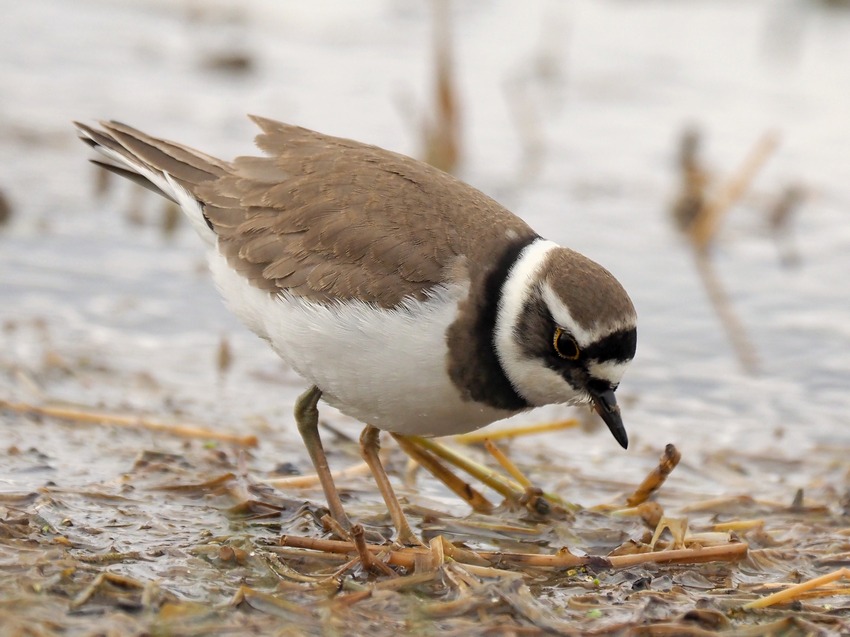 Corriere piccolo (Charadrius dubius)